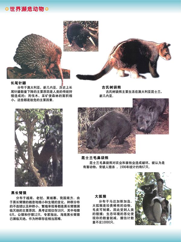 世界濒危动物