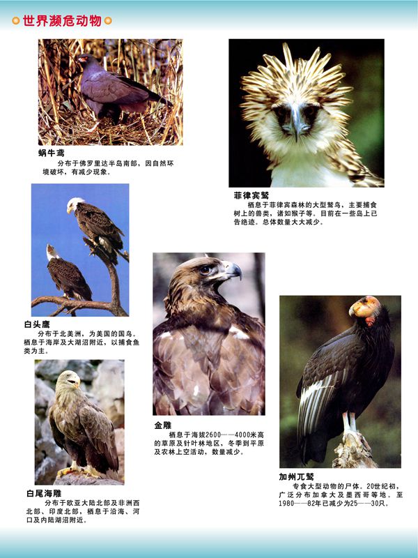 世界濒危动物