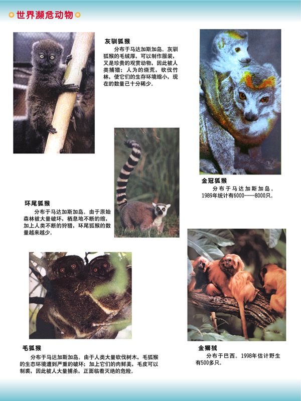 世界濒危动物