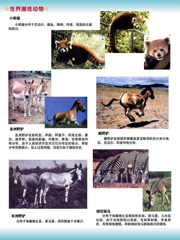 世界濒危动物