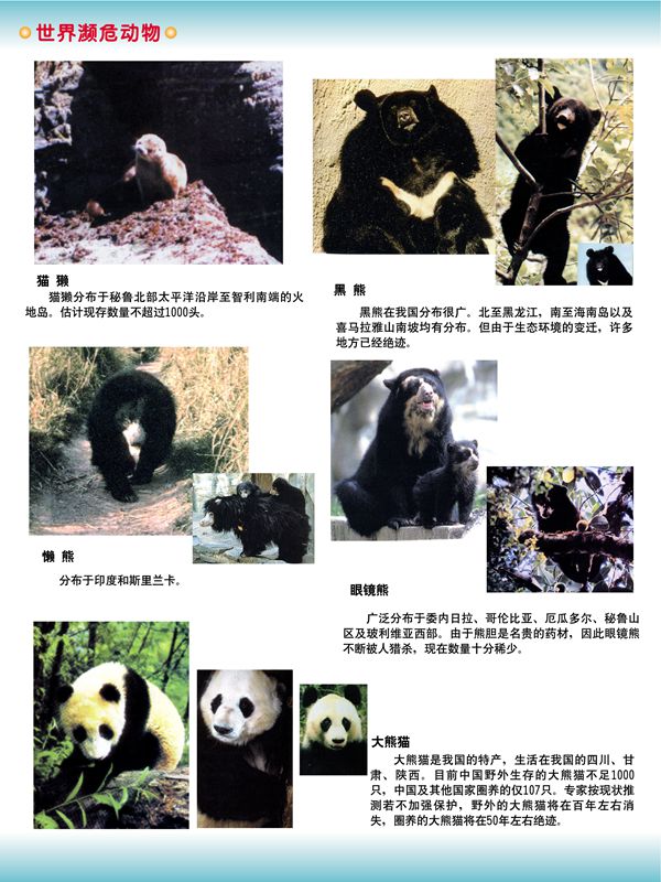 世界濒危动物