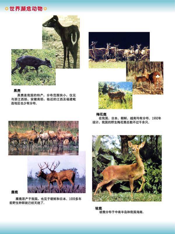 世界濒危动物
