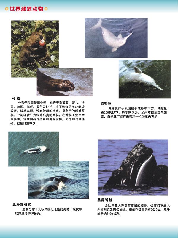世界濒危动物