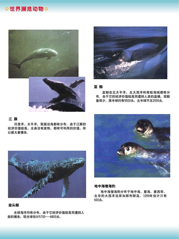 世界濒危动物