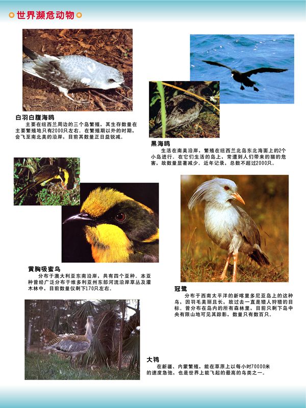 世界濒危动物