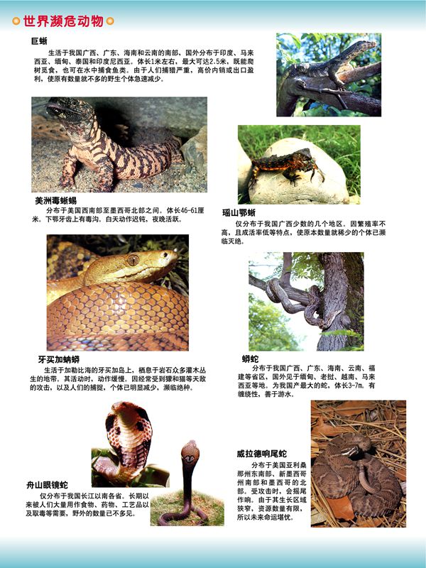 世界濒危动物