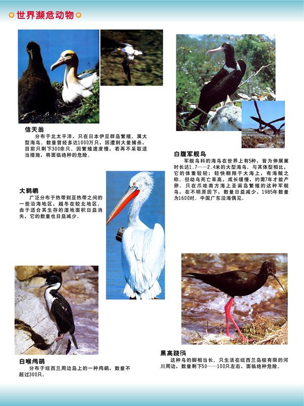 世界濒危动物