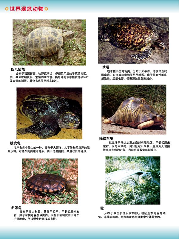 世界濒危动物