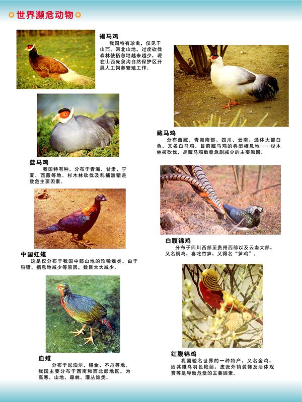 世界濒危动物