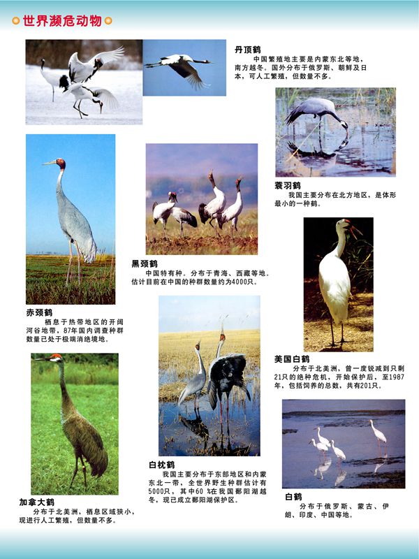 世界濒危动物