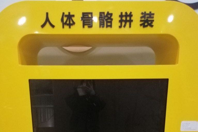 人体骨骼拼装